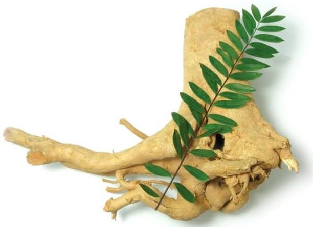 Bukan Hanya Pasak Bumi, Ini Deretan Herbal dan Nutrisi yang Dipercaya Menjaga Keperkasaan Pria 1 Bukan Hanya Pasak Bumi, Ini Deretan Herbal dan Nutrisi yang Dipercaya Menjaga Keperkasaan Pria